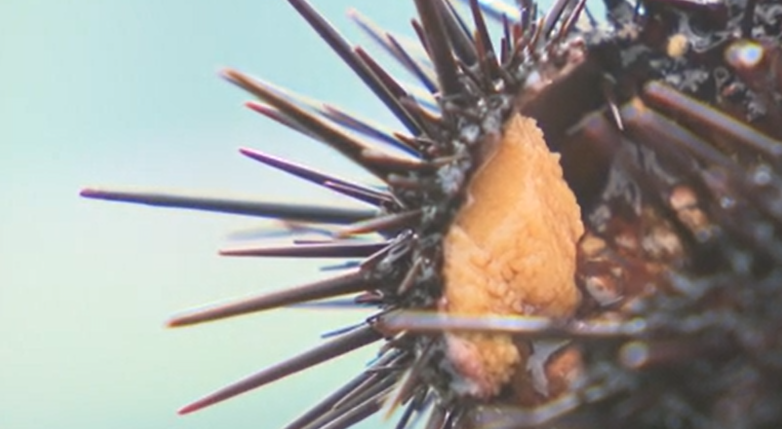 現場近くで水揚げされたウニ