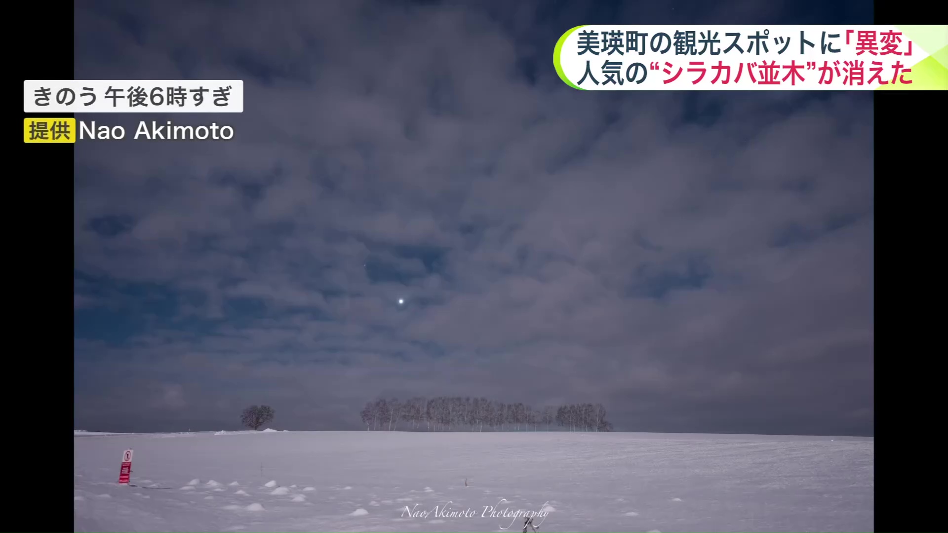 月夜に照らされたシラカバ並木 提供:Nao Akimoto