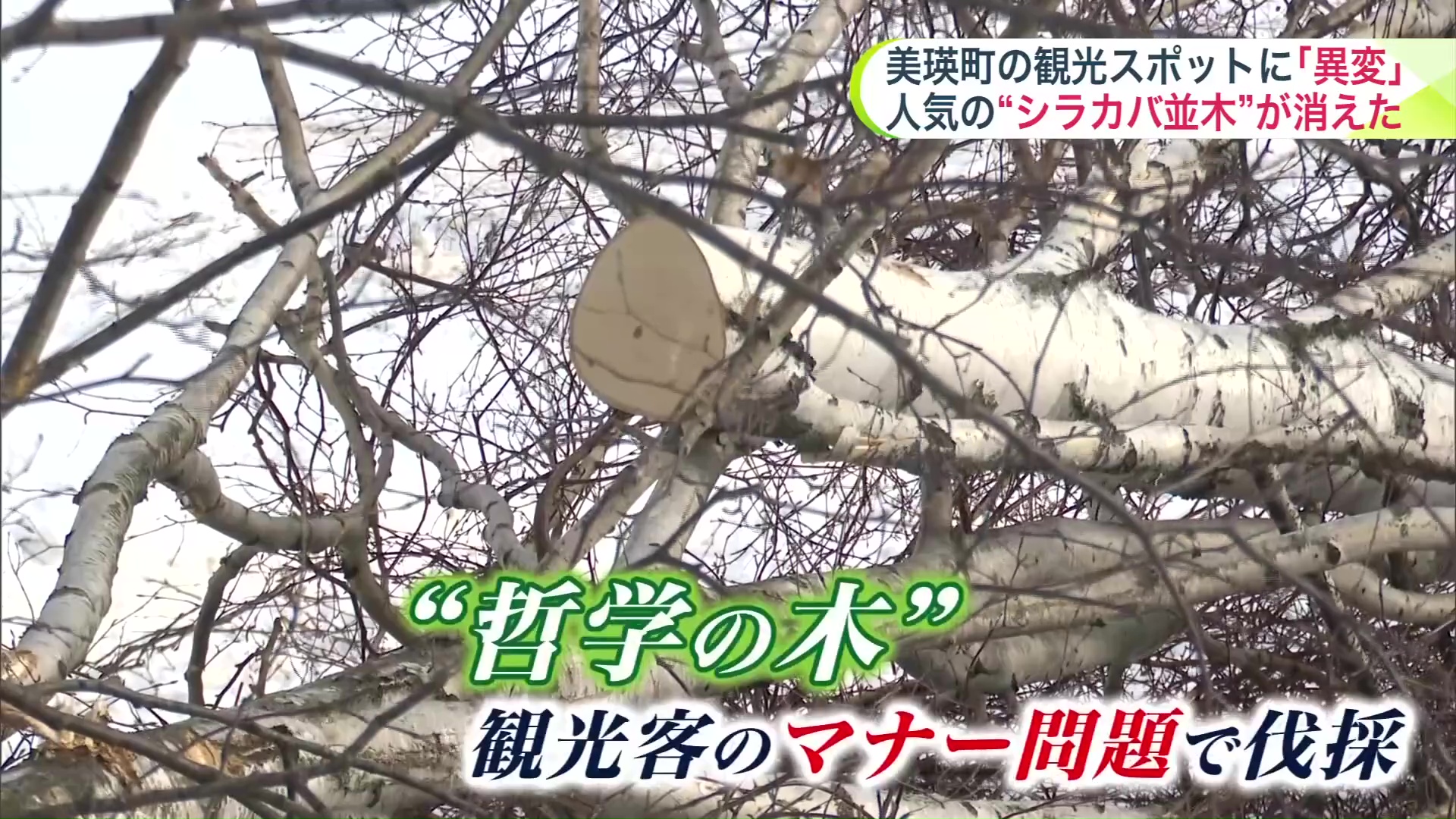 9年前にも人気の「哲学の木」が伐採