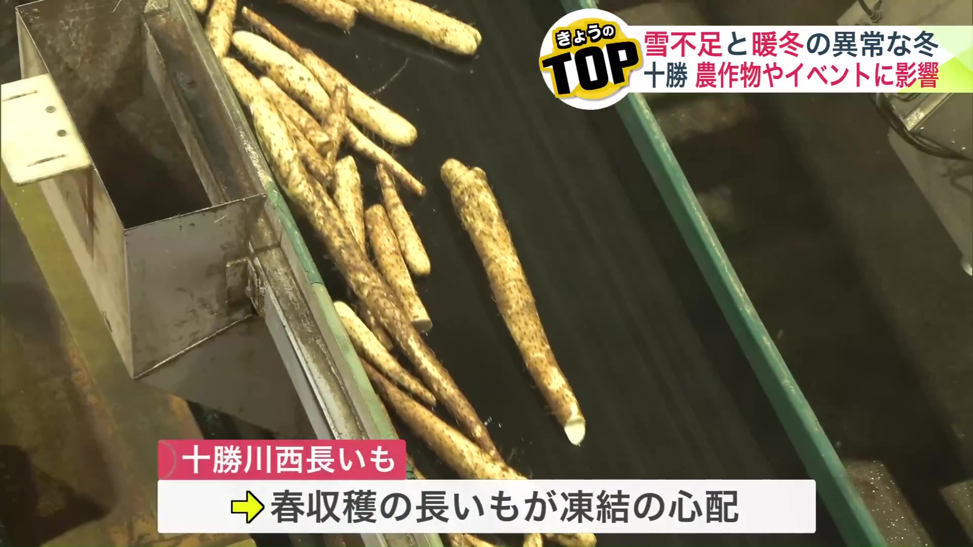 十勝の特産「十勝川西長いも」