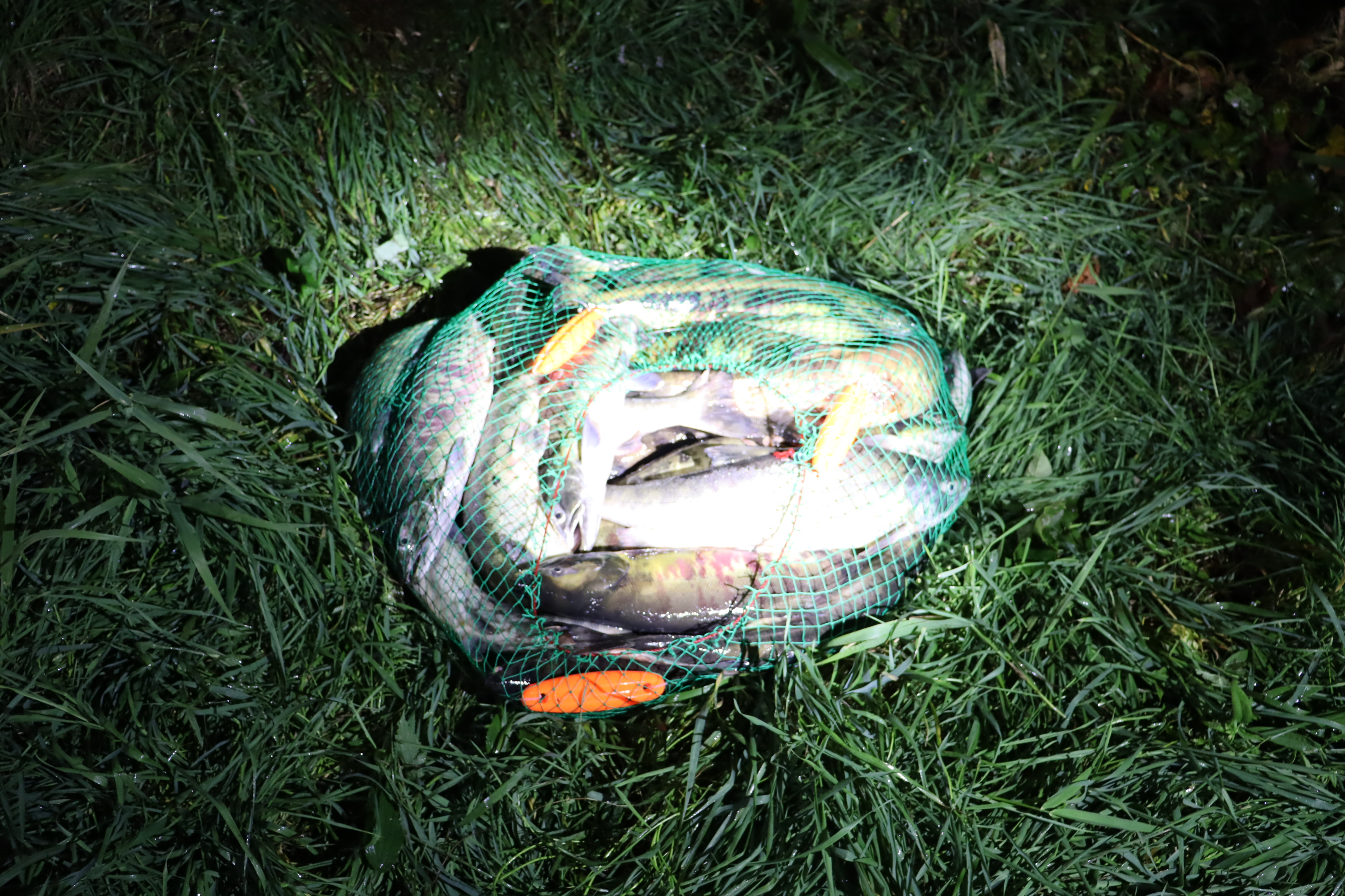 闇バイトとみられる密漁事件で押収されたサケ(提供 北海道警)