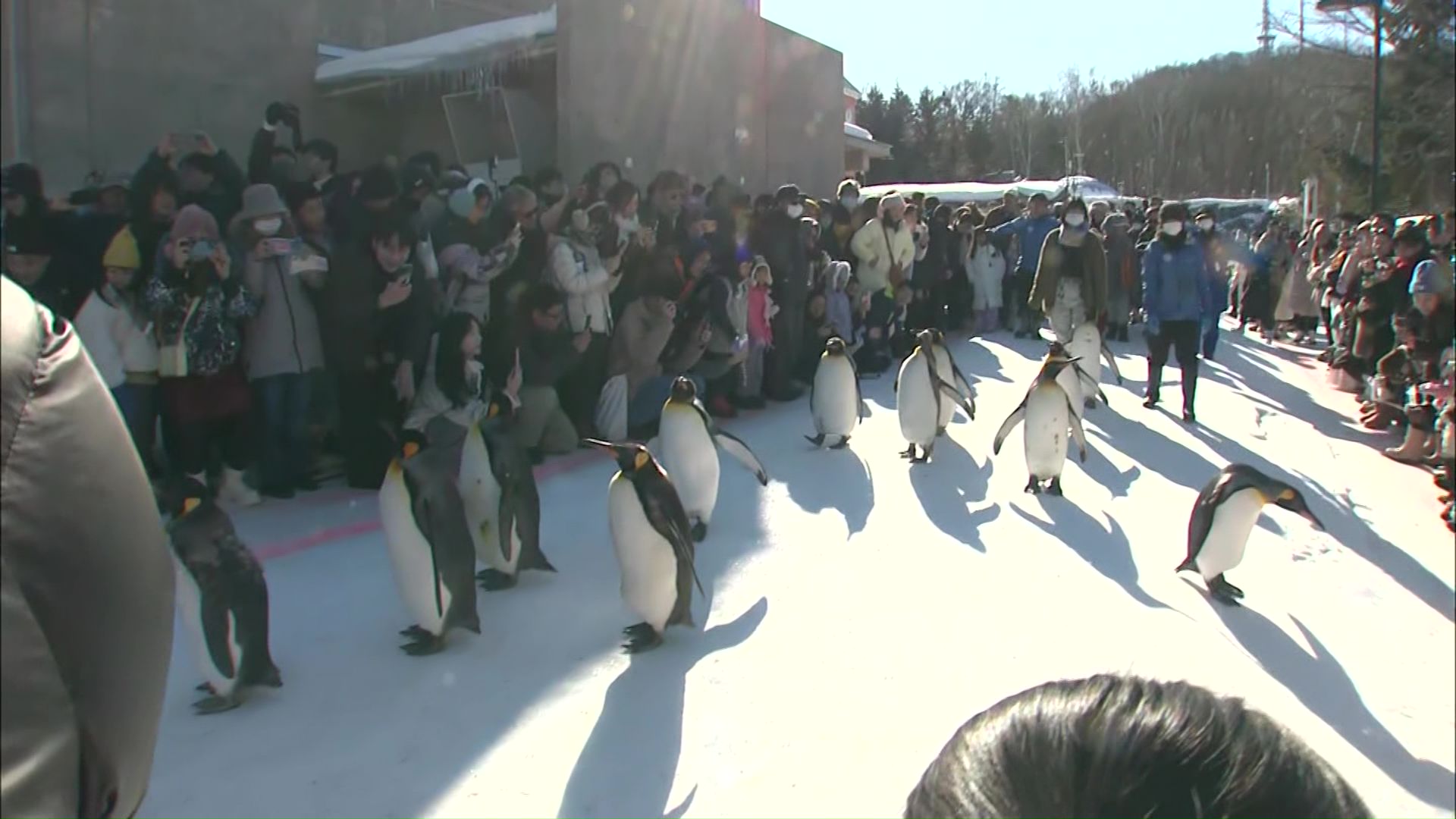「ペンギンの散歩」に多くの観光客