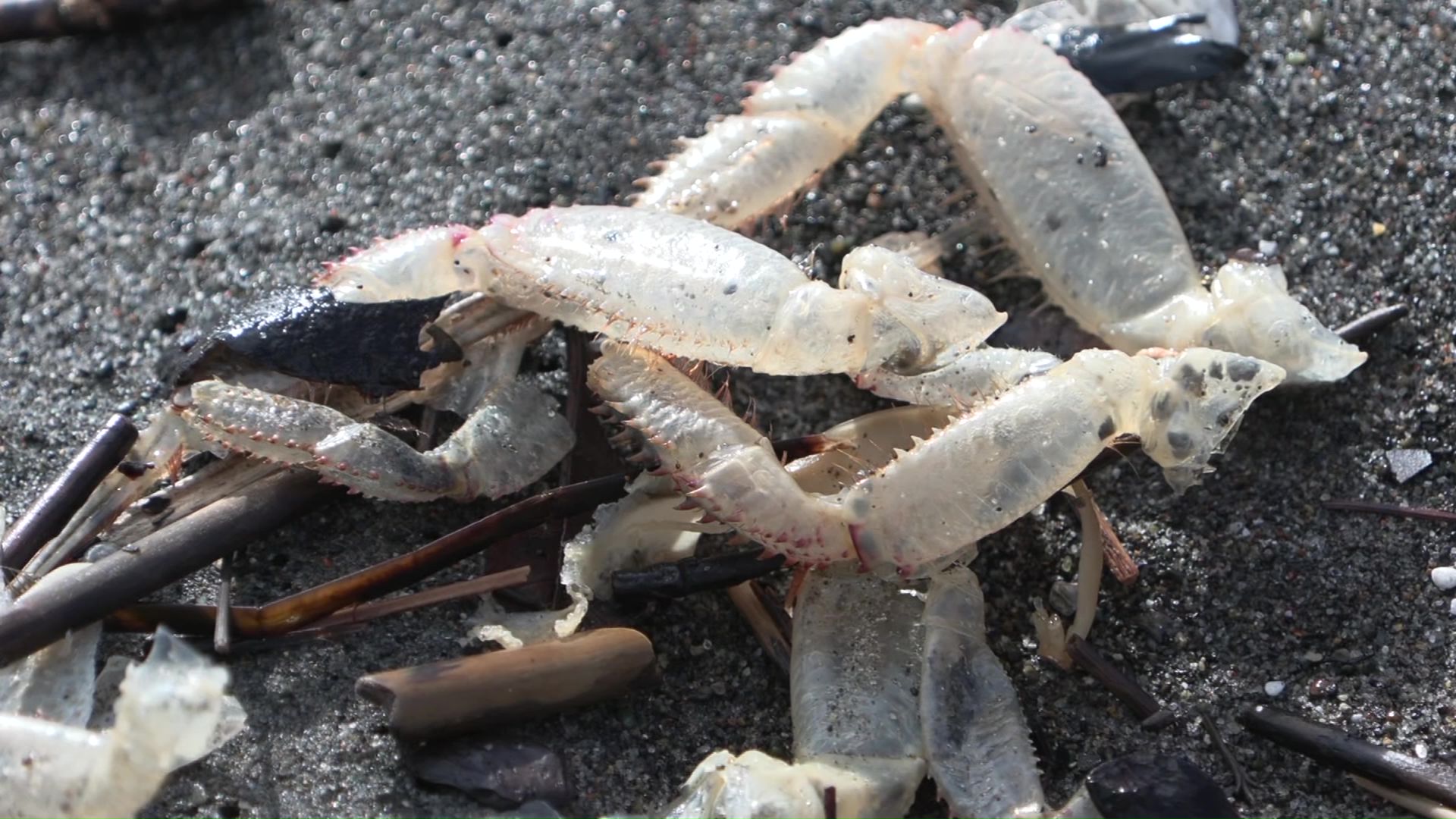 脱皮した抜け殻が散乱