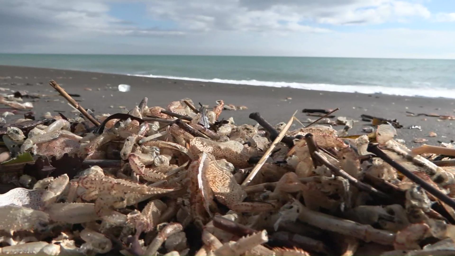 2~3月は毛ガニの「脱皮期」