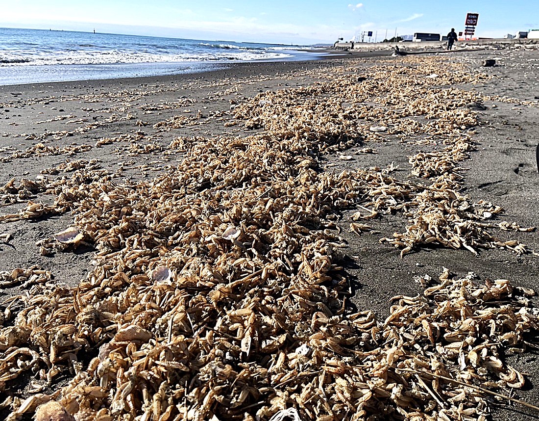 毛ガニの甲羅などが散乱する海岸（提供：白老町）