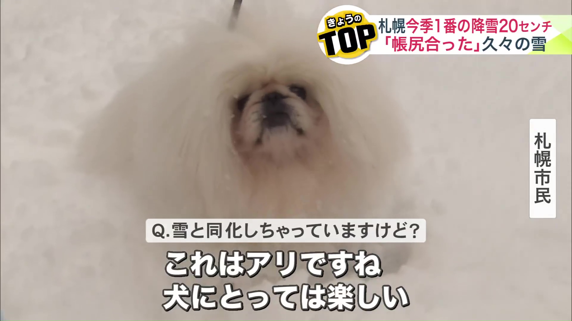 雪の色と同化する犬