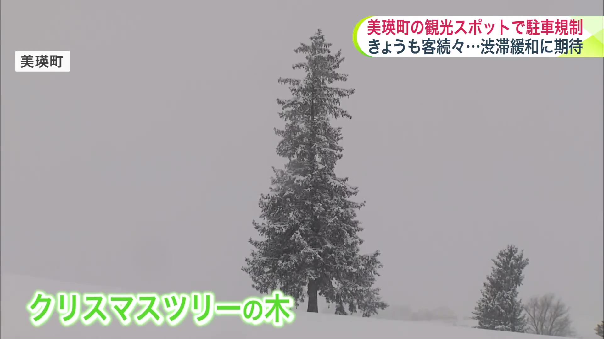 クリスマスツリーの木