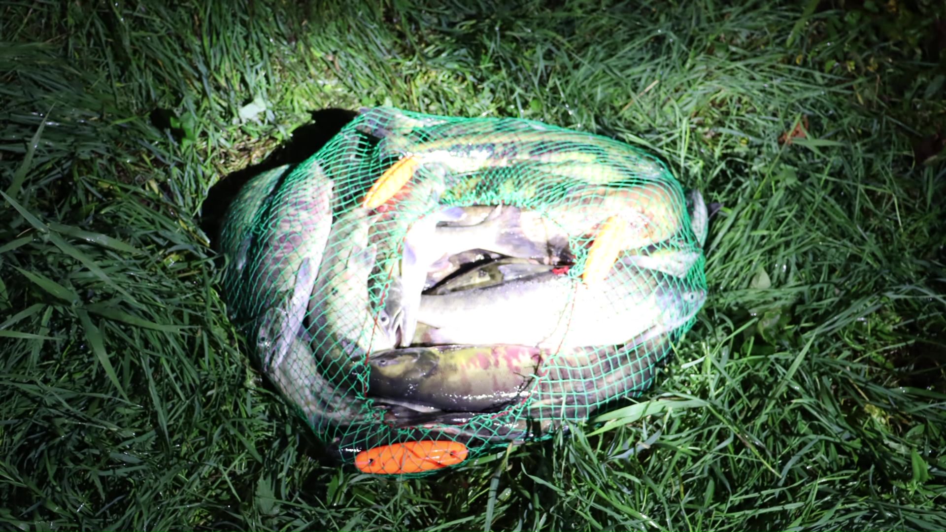 サケ密漁の「闇バイト」(提供:道警)