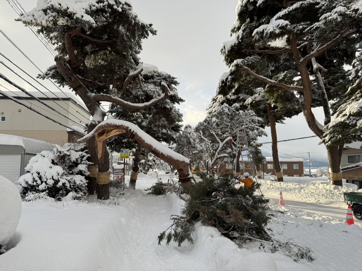 倒木や落雪が相次ぐ