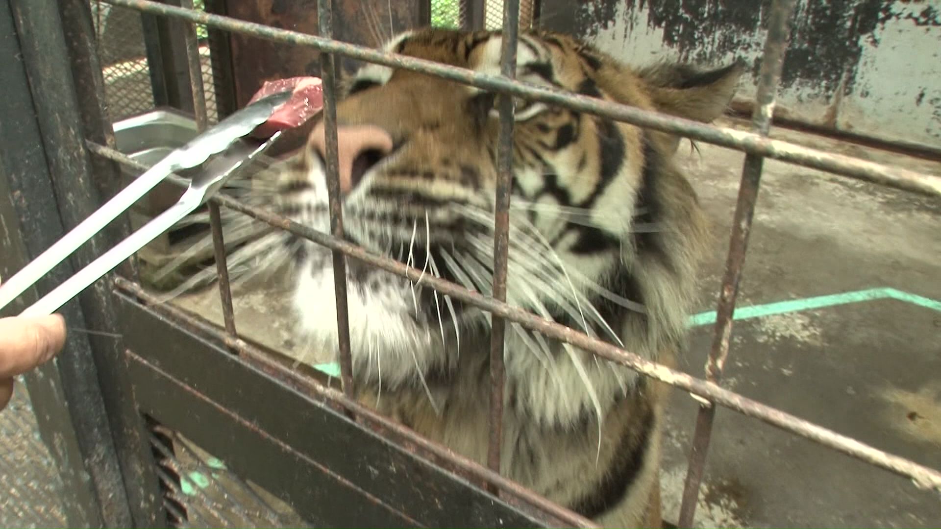 動物と間近に接することができると人気の動物園だが…