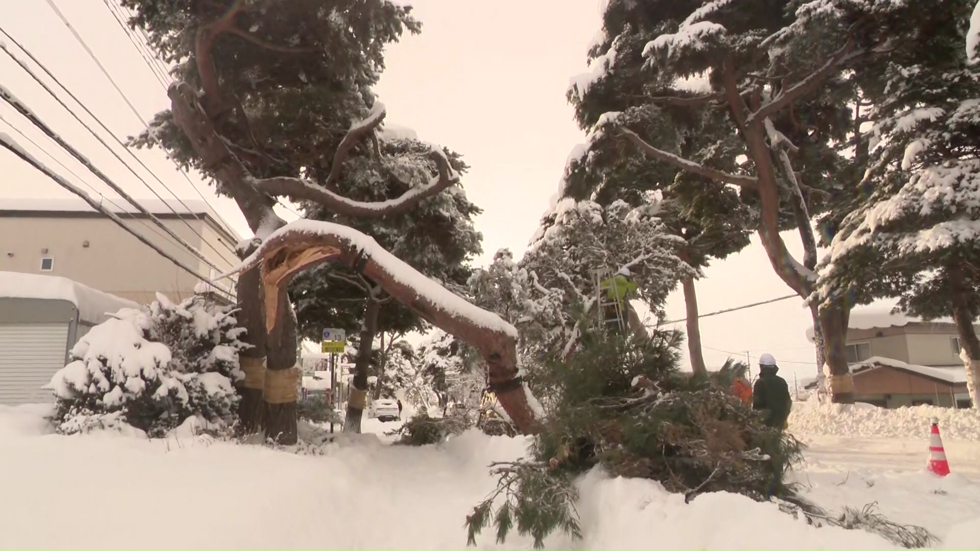 雪の重さで松の木が折れる