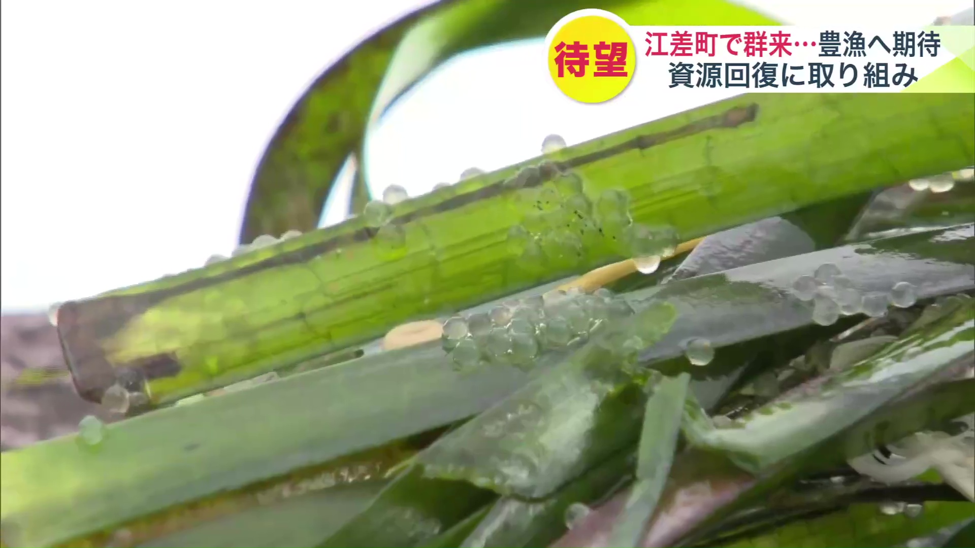 ニシンの卵
