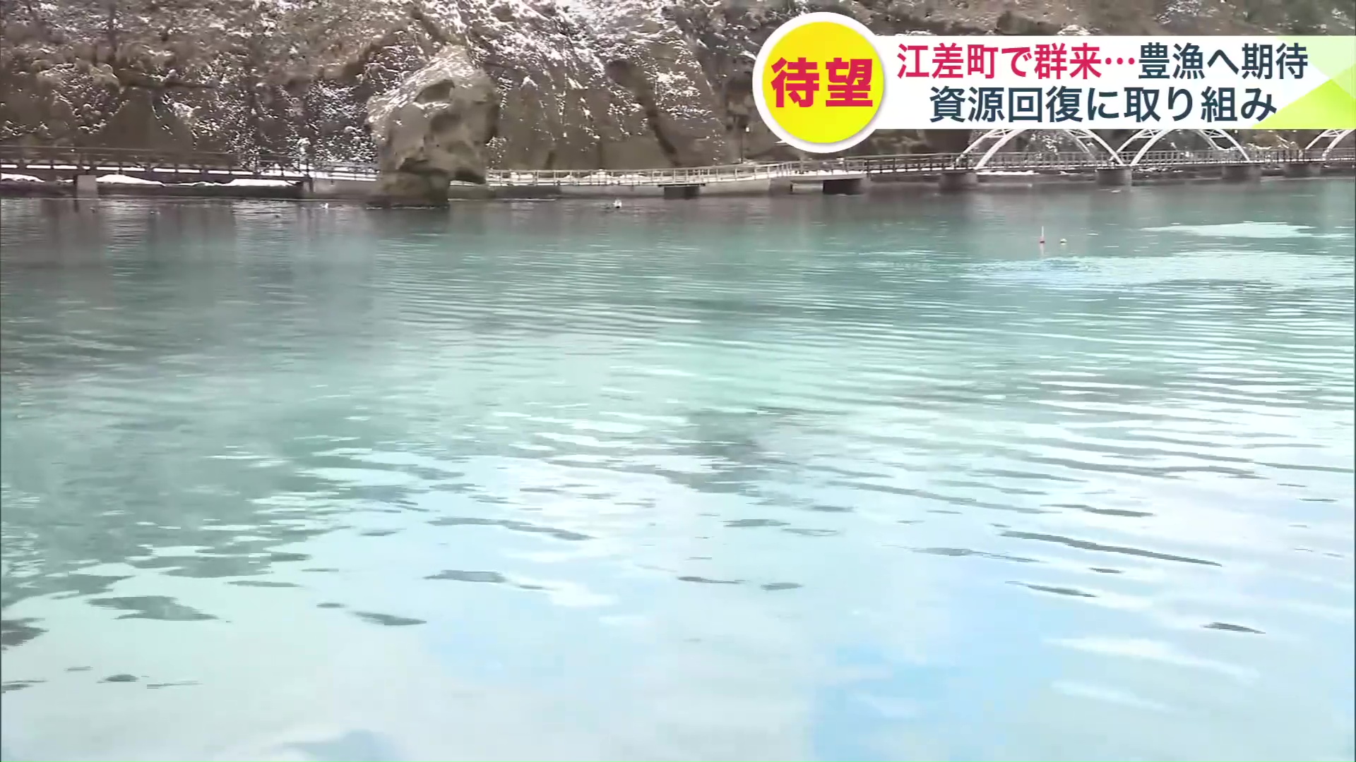 「群来」の確認