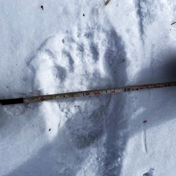 見つかったクマの足跡(根室市提供)