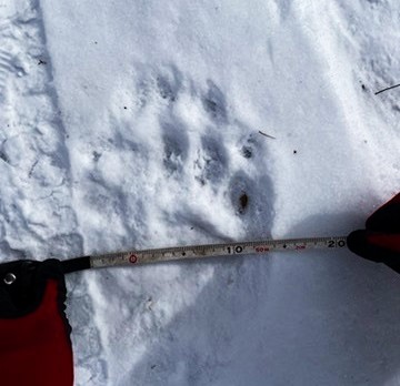 見つかったクマの足跡(根室市提供)