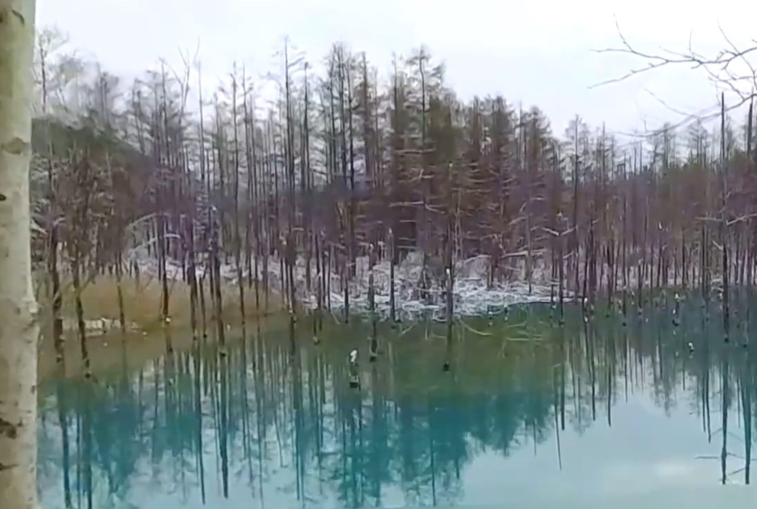 外国人にも大人気の白金青い池