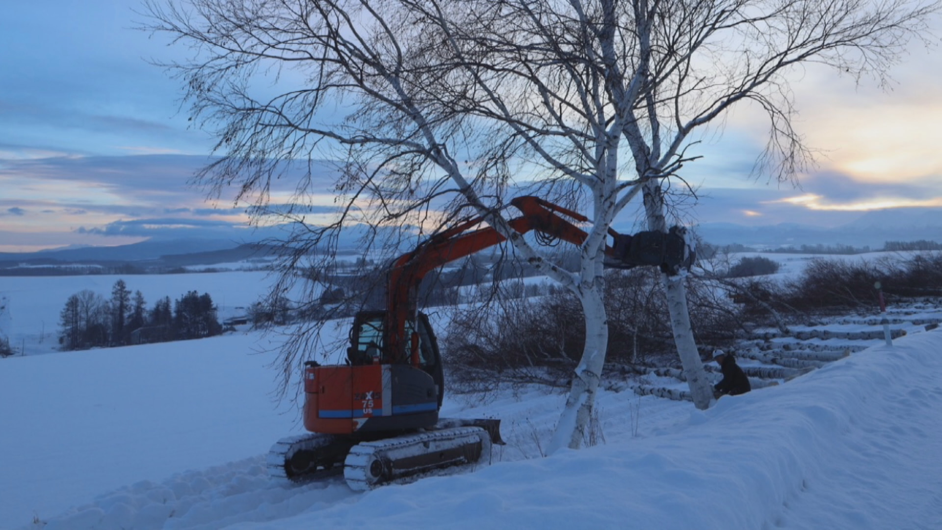 重機によって切り倒される「セブンスターの木」近くのシラカバ並木(提供 視聴者)