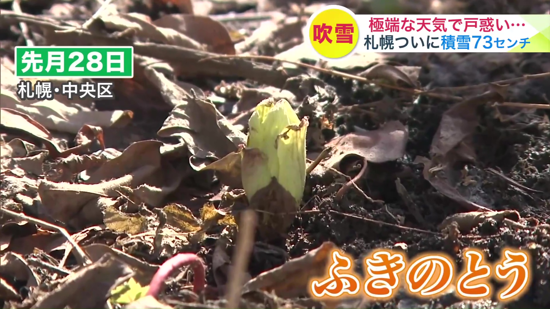 2週間程前の札幌