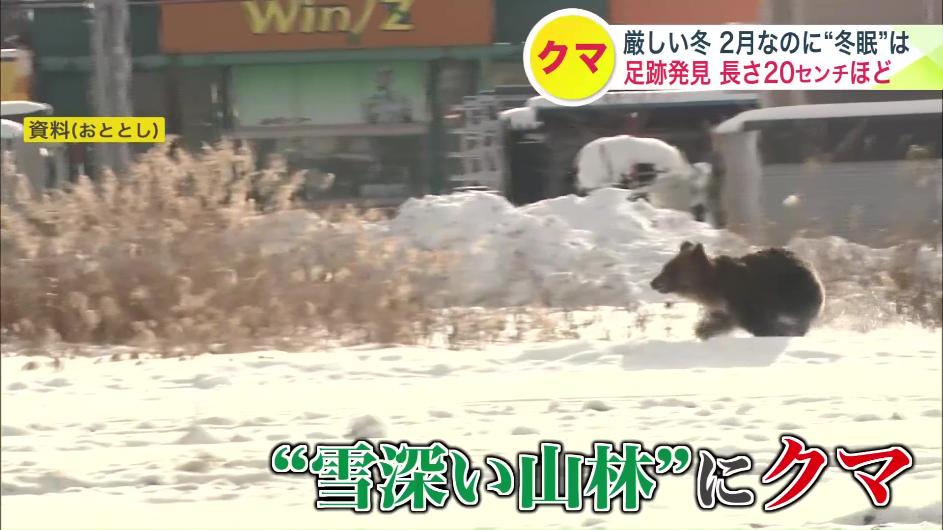 2023年冬に出没したクマ