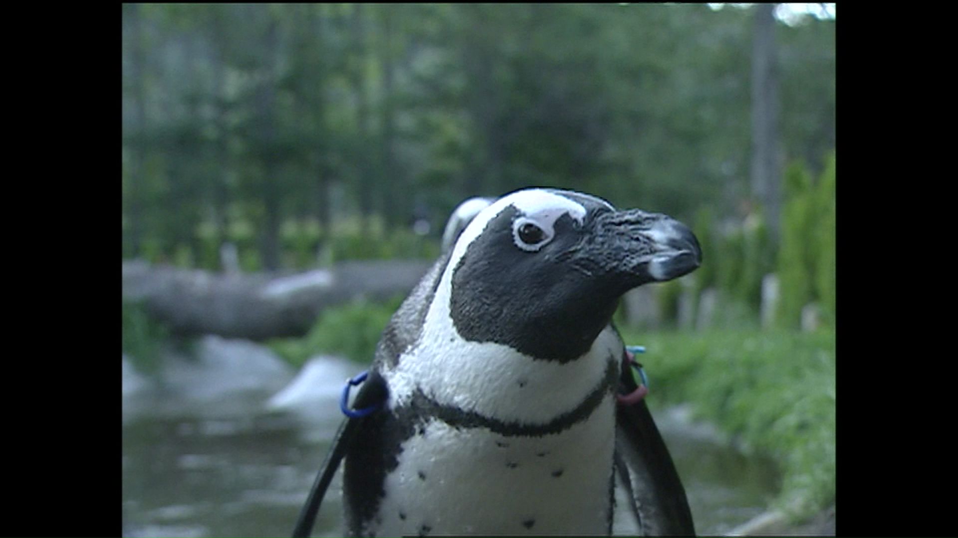札幌市が事実上の閉園命令を検討している札幌市南区の民間動物園「ノースサファリサッポロ」