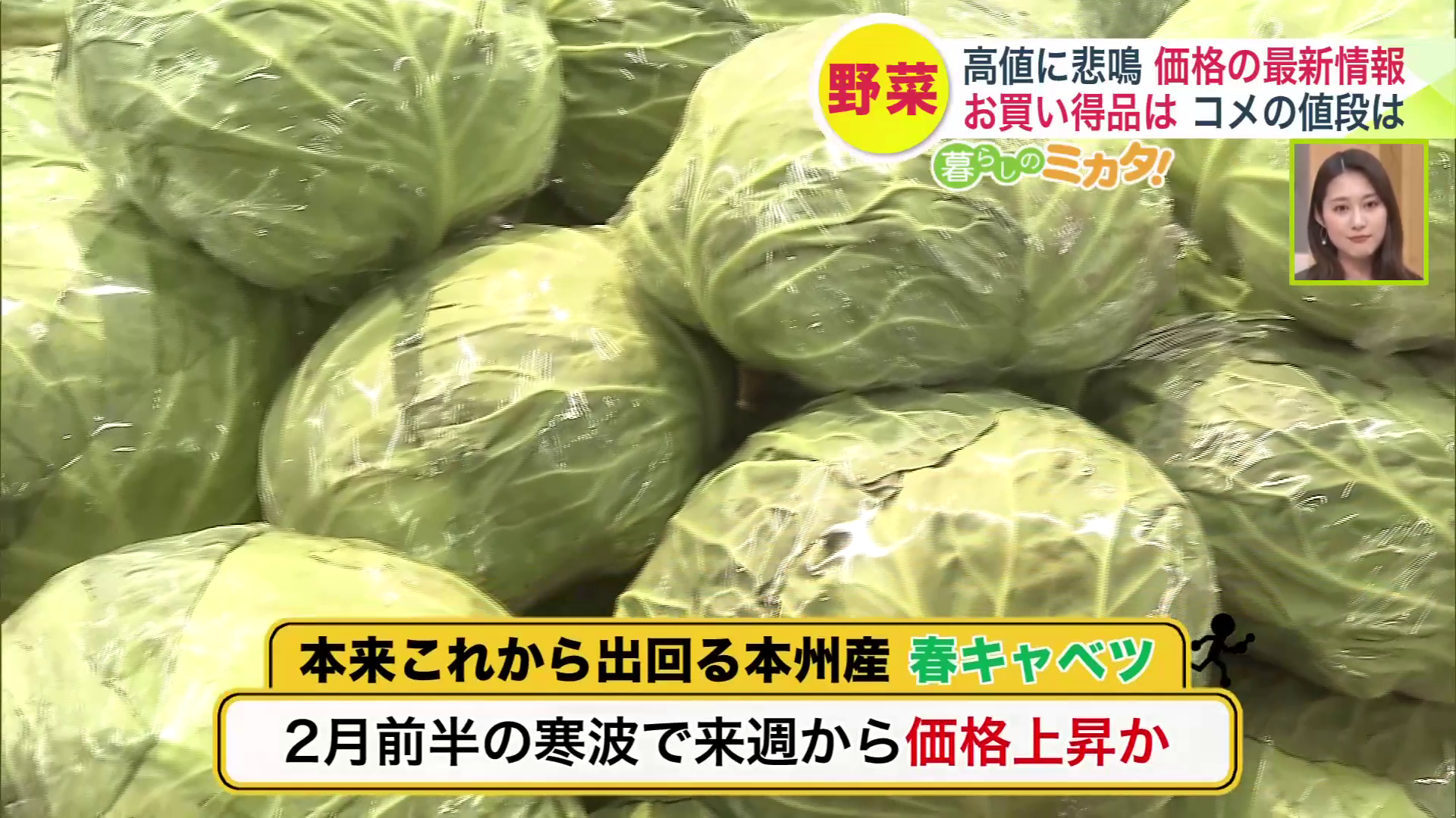 本州産春キャベツ