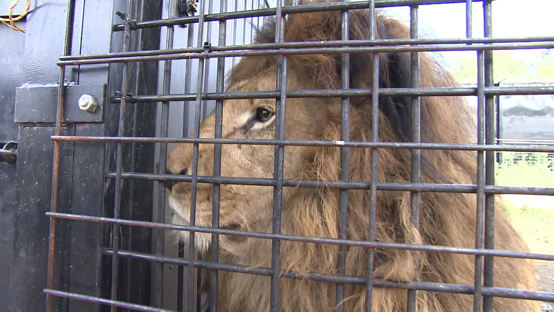 動物をどうするのか…一切記載なし