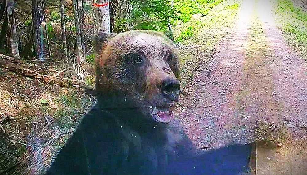 軽乗用車を襲うヒグマ(提供:道警)