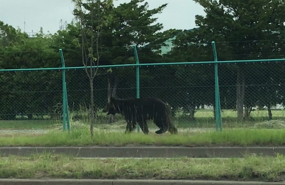 札幌市街地に現れたヒグマ