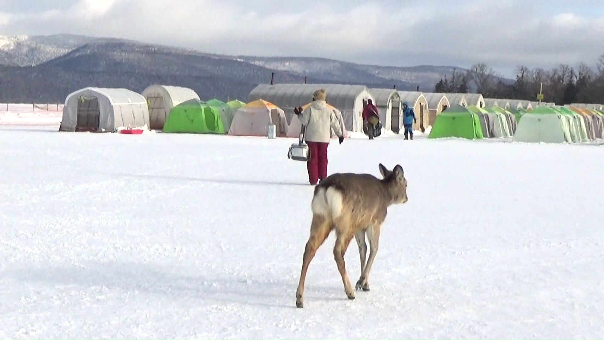 氷の上を歩き回るシカ