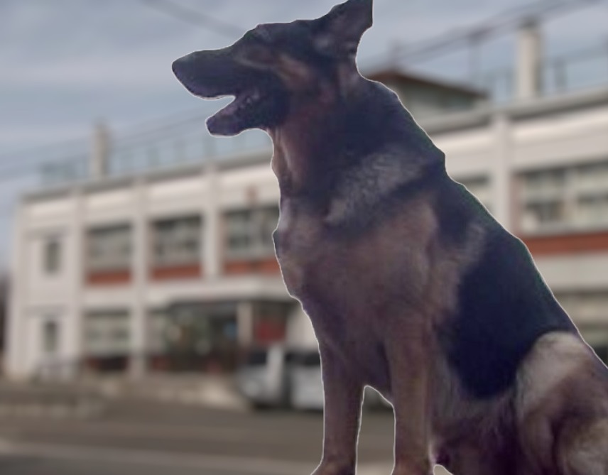 ジャーマンシェパード(資料)