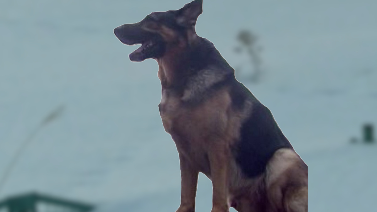 ジャーマンシェパード(資料)