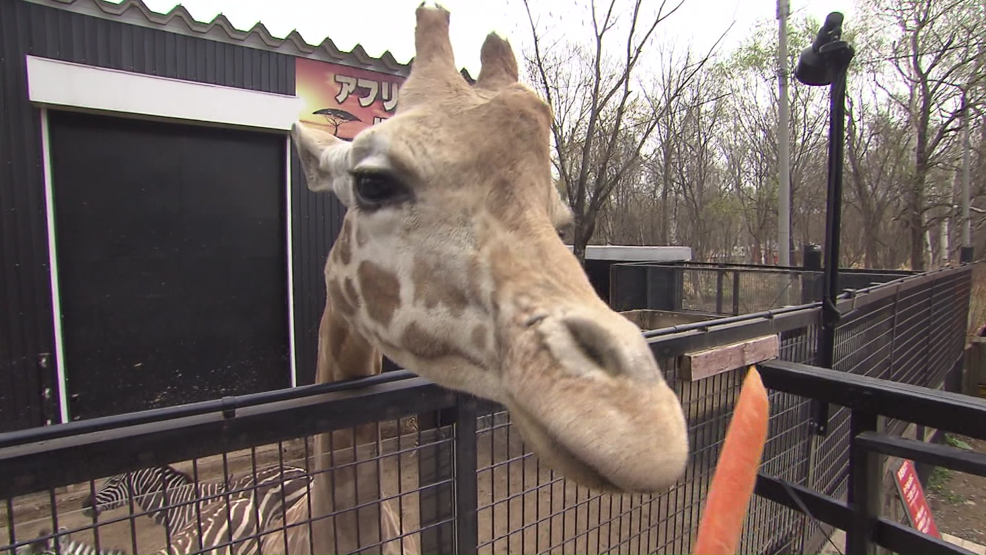 ノースサファリサッポロの園内(資料)
