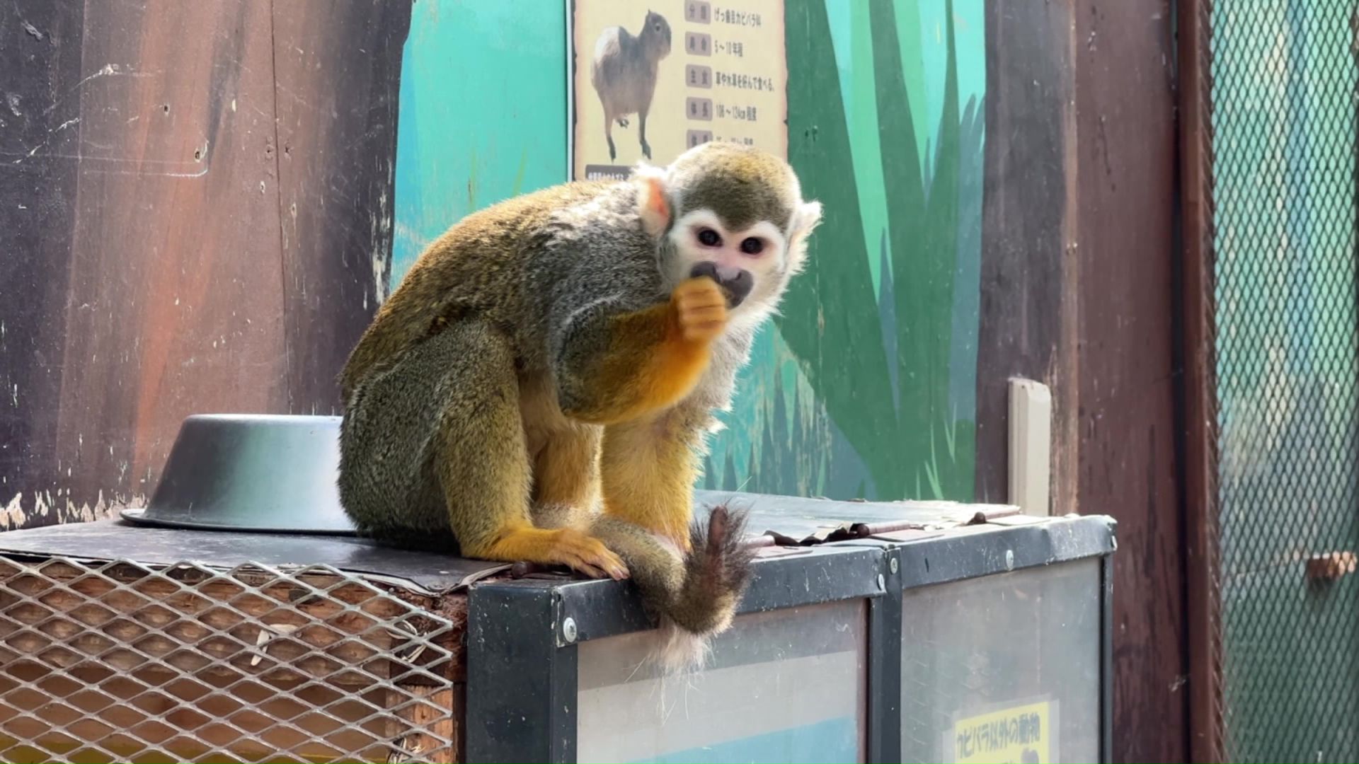 動物の行方は_(撮影:視聴者)