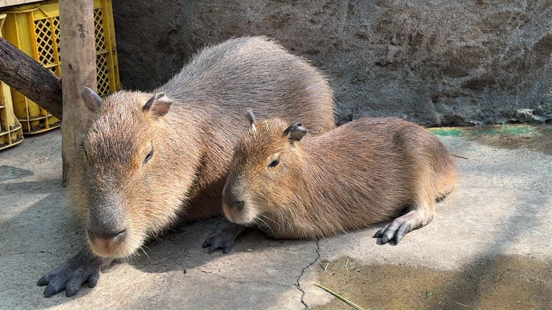 ノースサファリサッポロで飼育されている動物