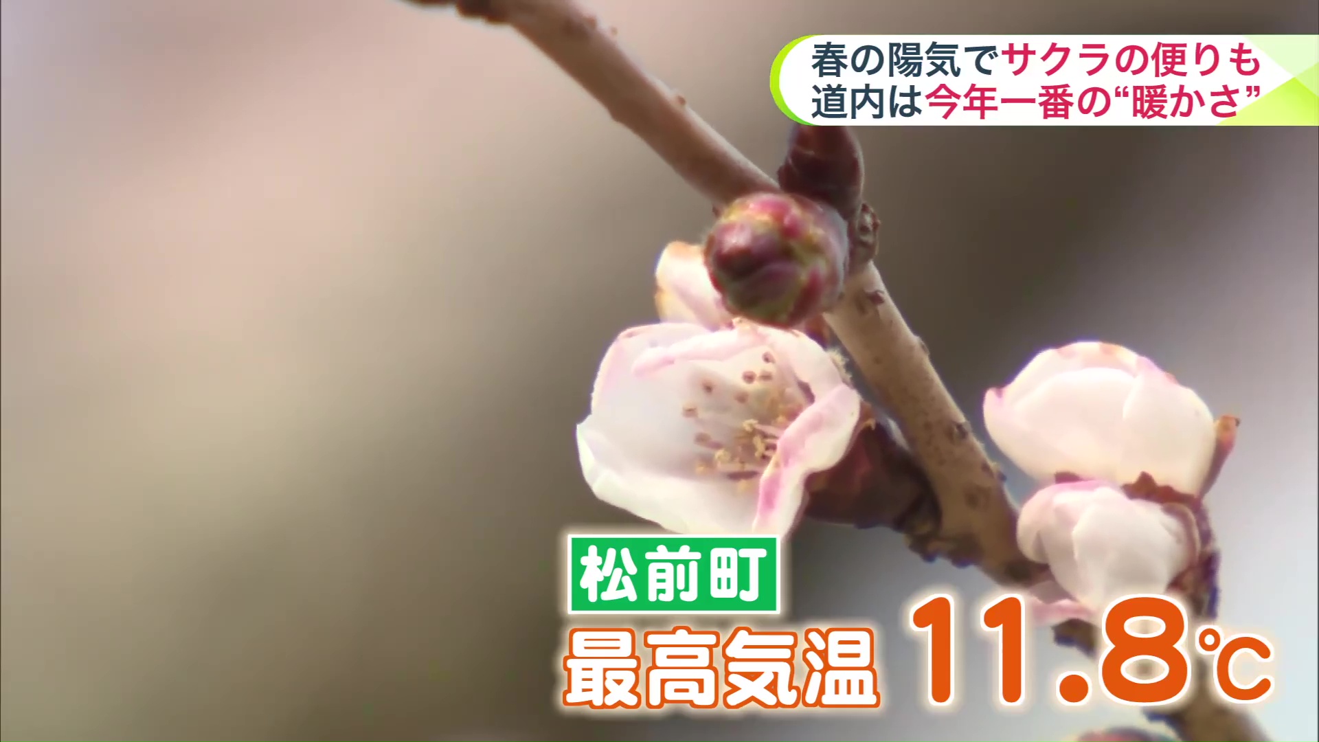 松前町は最高気温11.8℃