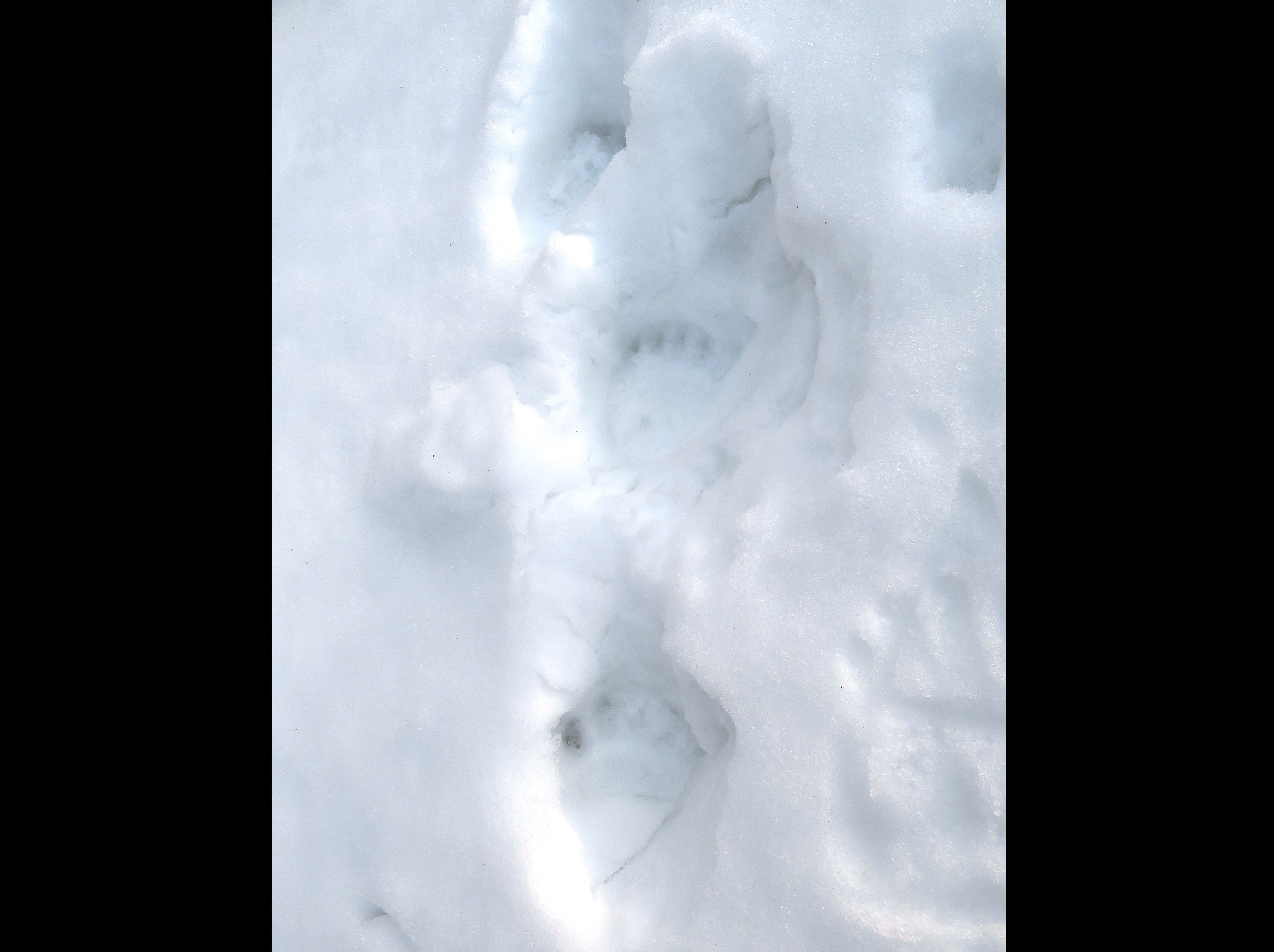 クマの足跡(提供:札幌市)