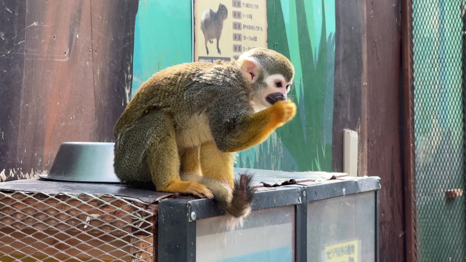 受け入れが難航している動物たち