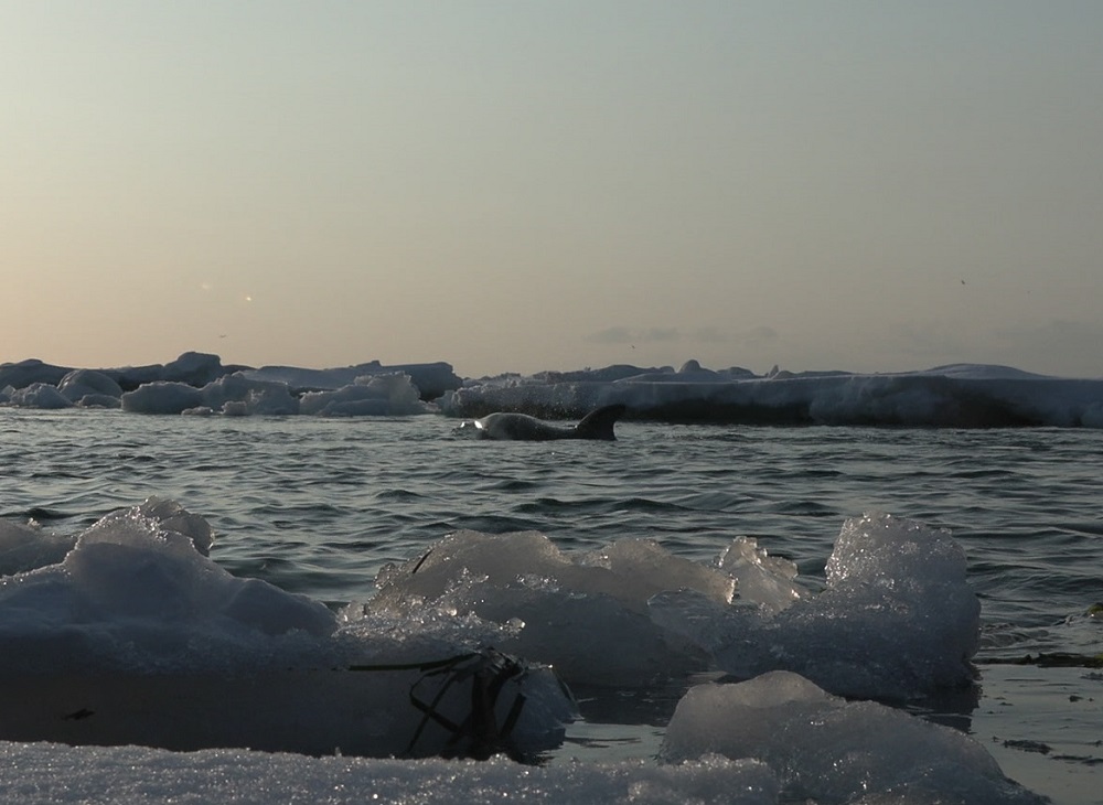 流氷に閉じ込められたイルカ(15日)