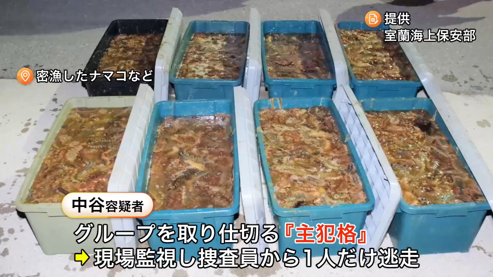 密漁したナマコ(提供:室蘭海上保安部)