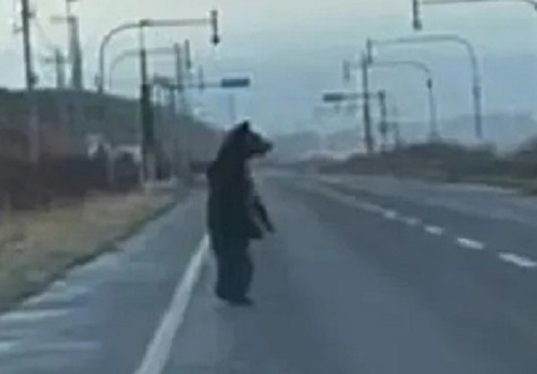 【資料】2023年11月に興部町で目撃された