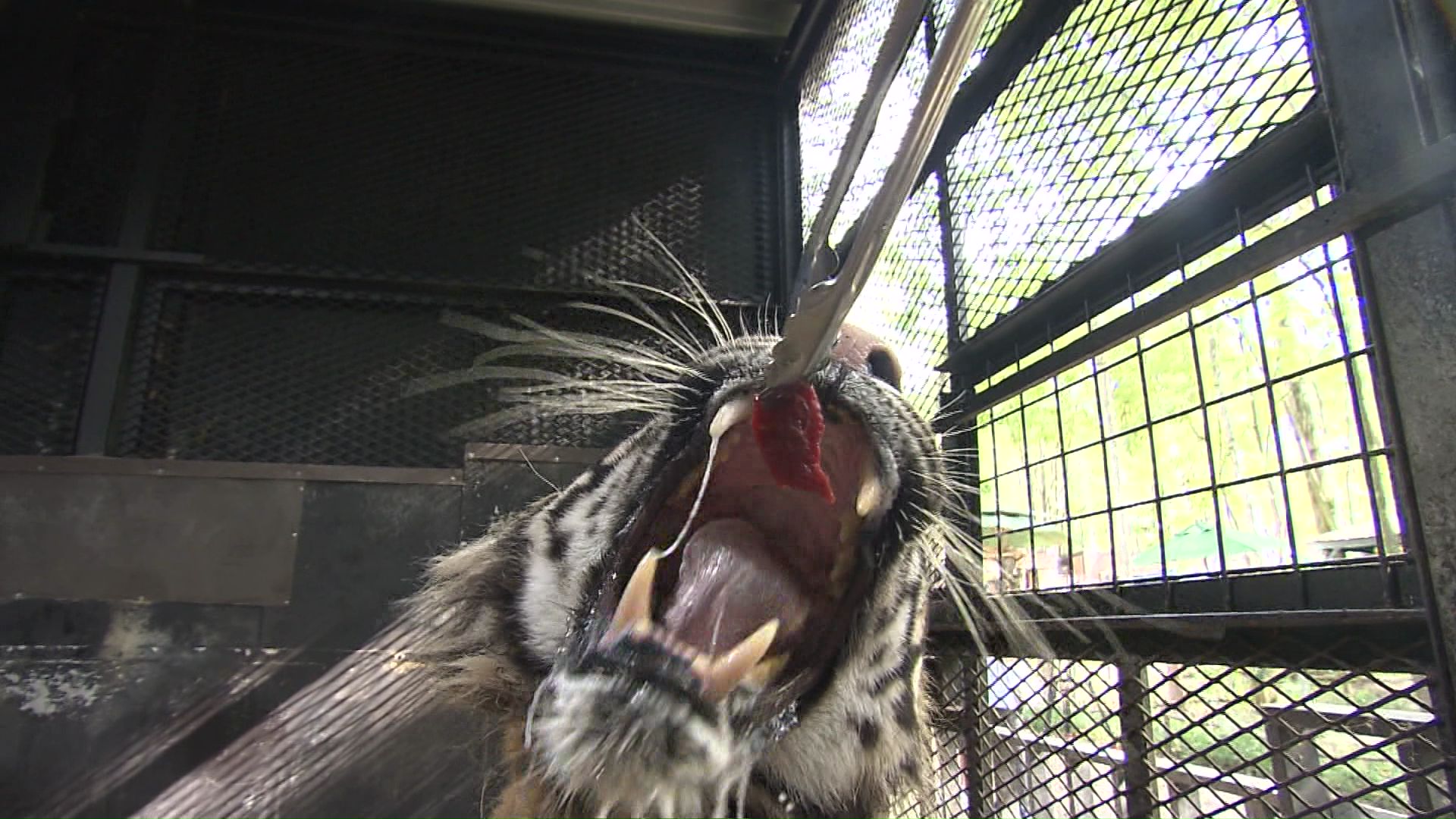 「実際は行っていない」と回答していた