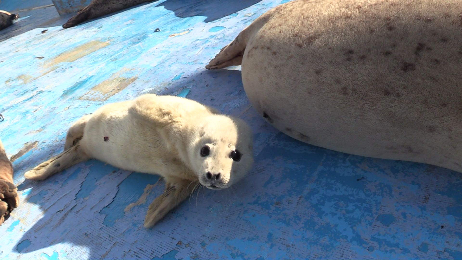 白い毛の赤ちゃんアザラシ