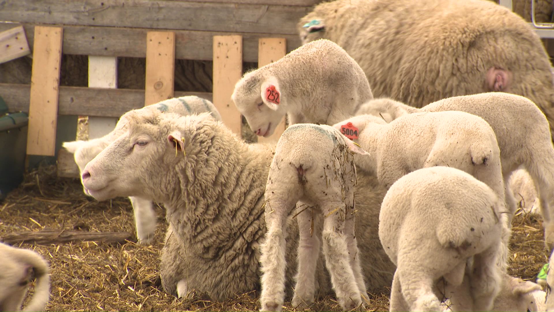 ハウスの中はヒツジの赤ちゃんがたくさん