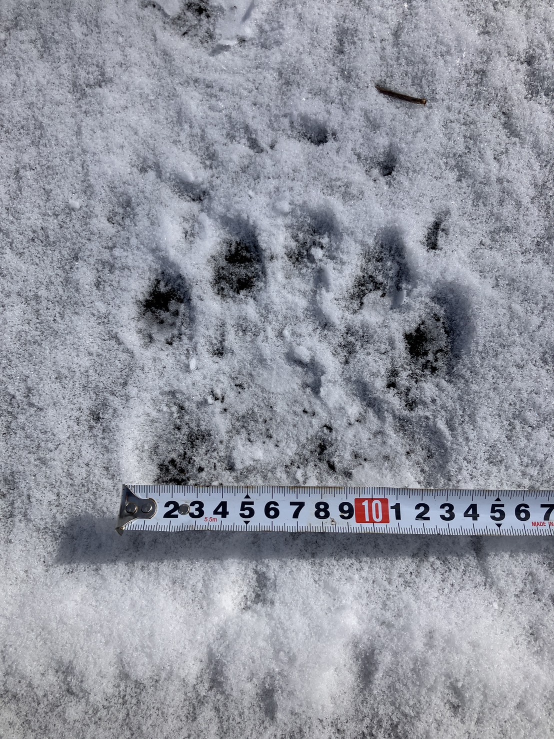 幅約13~14cmのクマの足跡(提供:網走市)