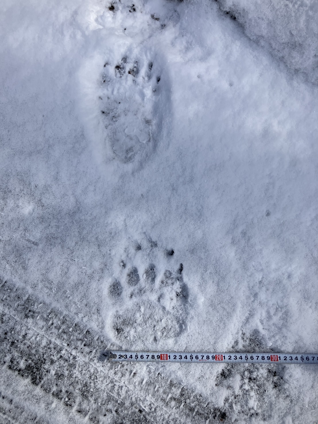 幅約13~14cmのクマの足跡（提供:網走市）