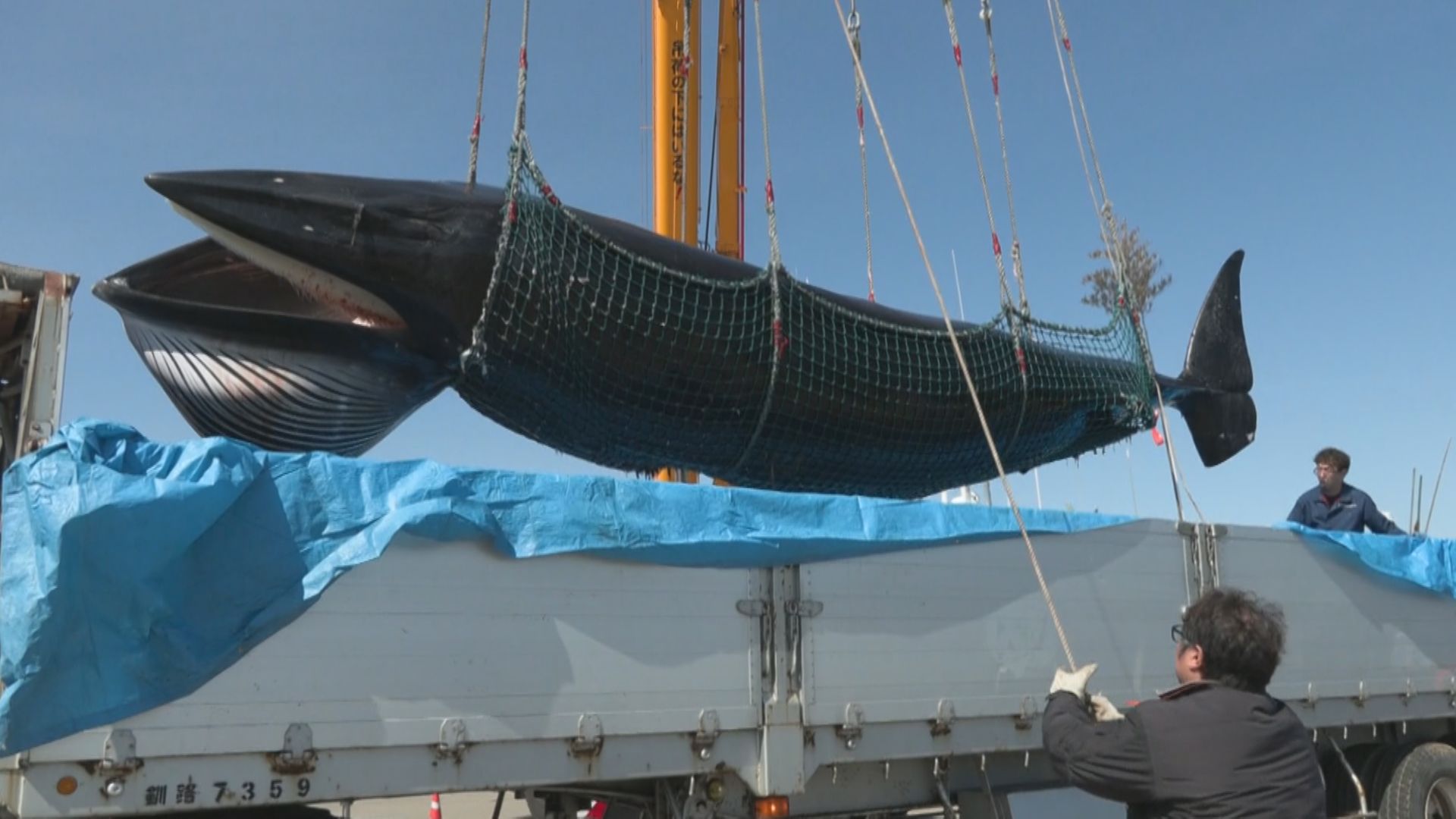 水揚げされたミンククジラ(北海道・根室港)