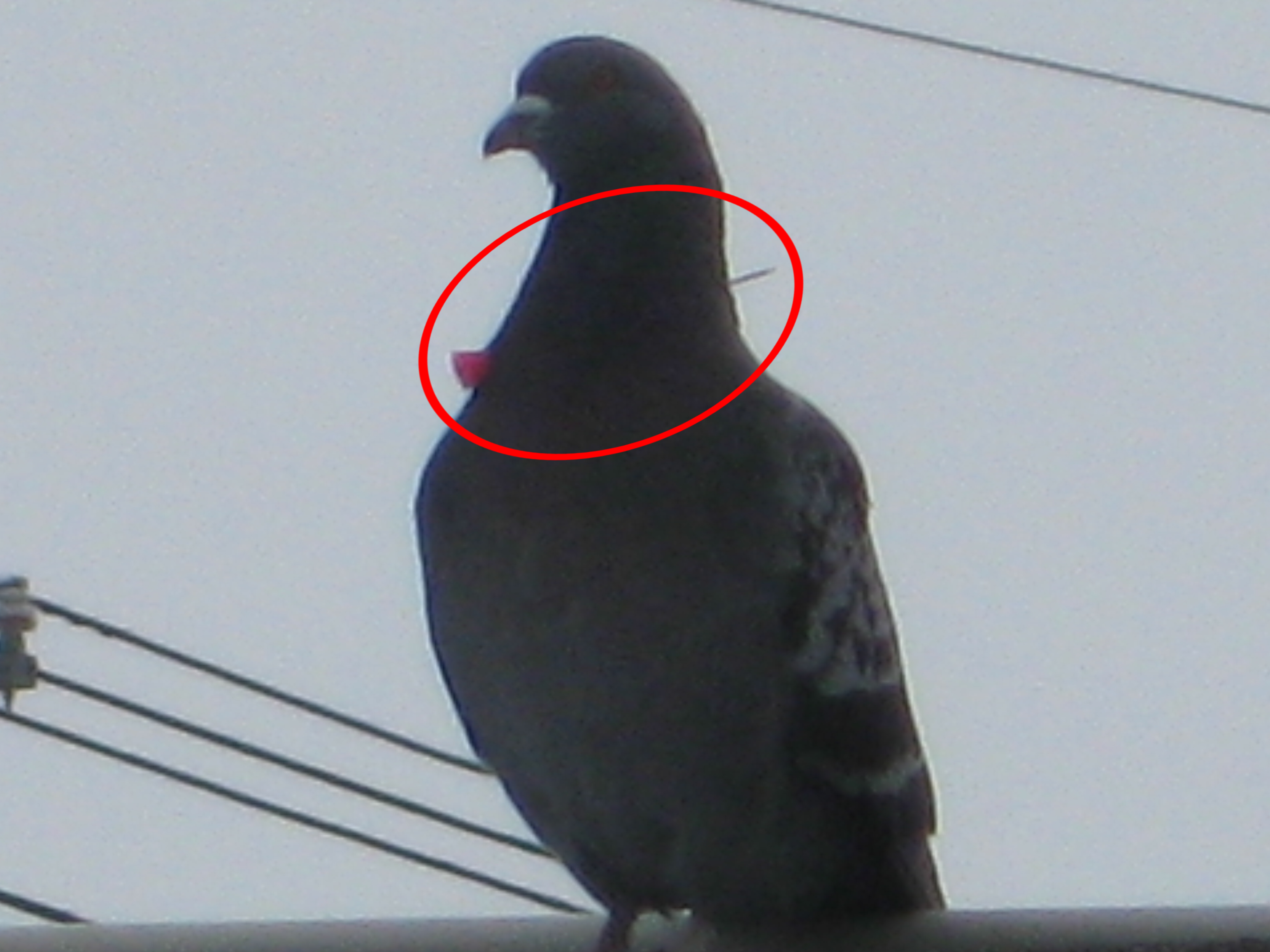 矢のようなものが刺さったハト（提供：北海道警）