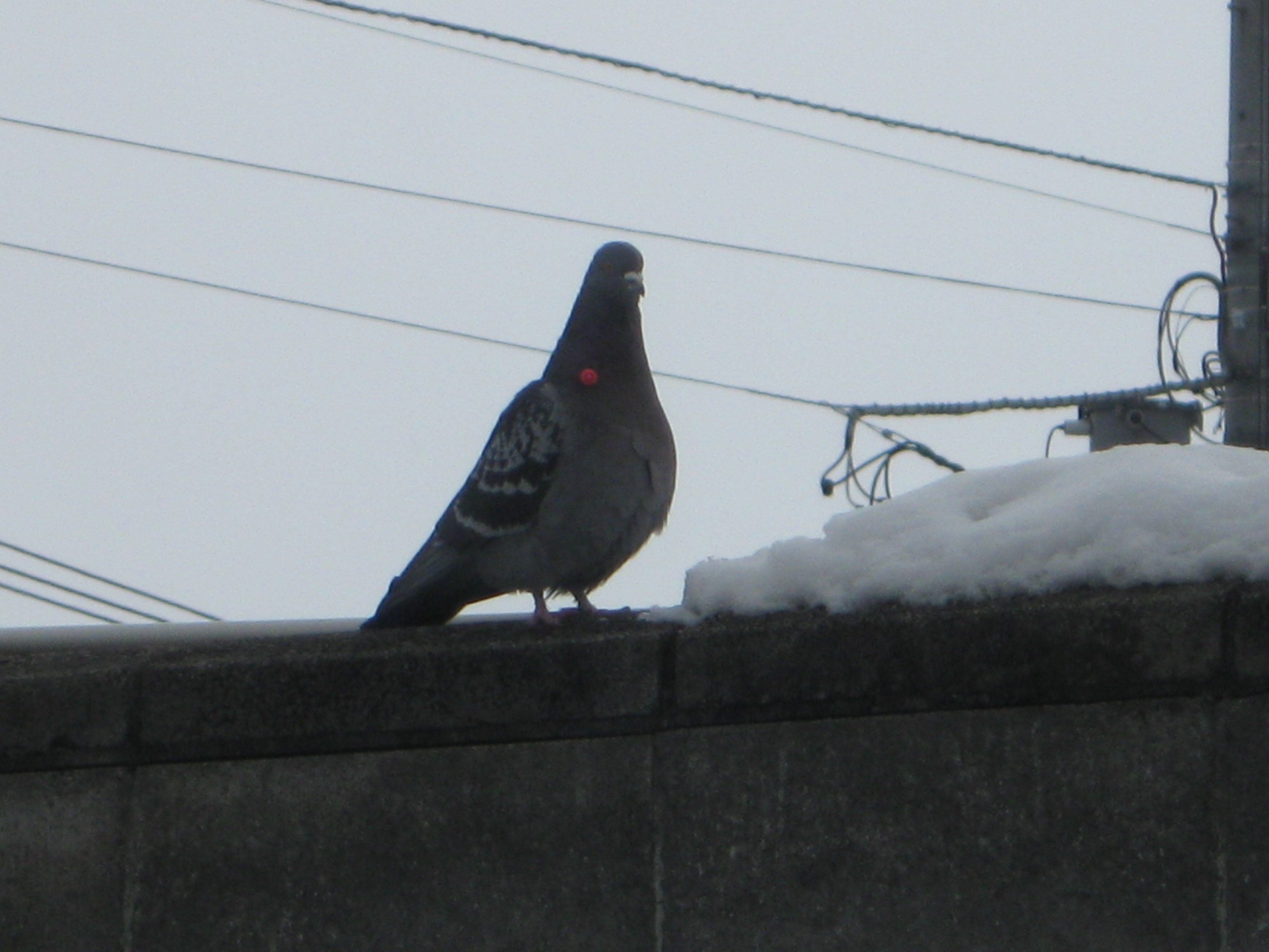 矢のようなものが刺さったハト(提供:北海道警)
