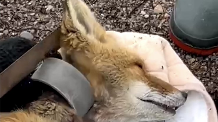 首に異物がついたキツネ(提供 中標津ぷろてくと)