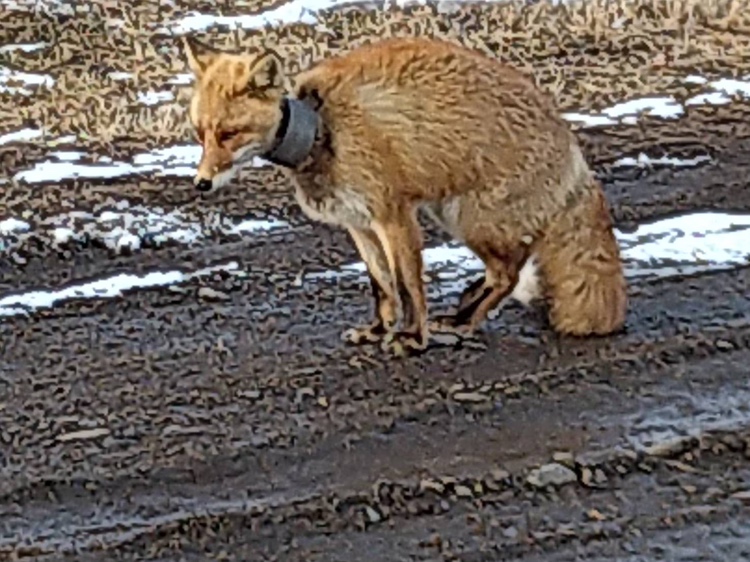 住民に目撃され救助されることに(提供 中標津ぷろてくと)
